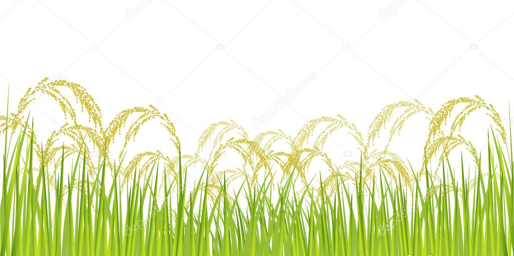 Rice rice plant Agriculture background