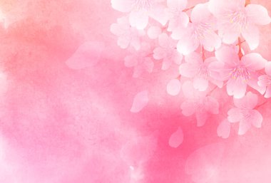 Kiraz çiçeği bahar çiçeği arka planı