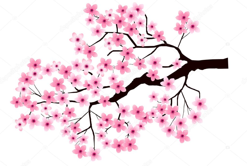 Cherry blossom spring flower icon