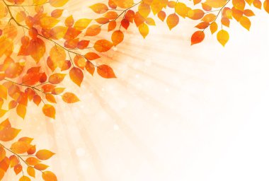 Sonbahar yaprakları akçaağaç sonbahar arkaplanı