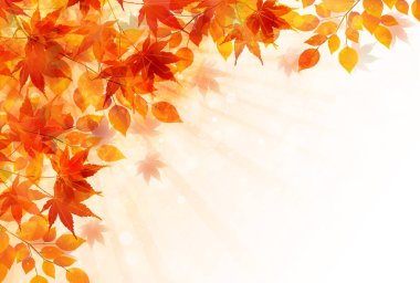 Sonbahar yaprakları akçaağaç sonbahar arkaplanı