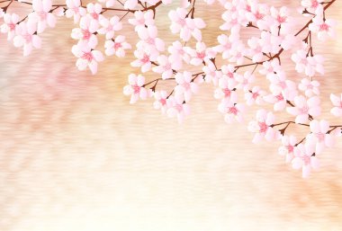 Kiraz çiçekleri, suluboya Japon desenli arka plan