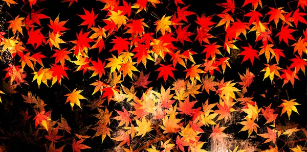 Otoño Hojas Arce Fondo Otoño — Vector de stock