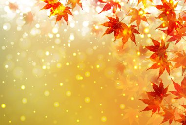 Sonbahar yaprakları akçaağaç sonbahar arkaplanı