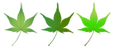 taze yeşil yaprak akçaağaç simgesi