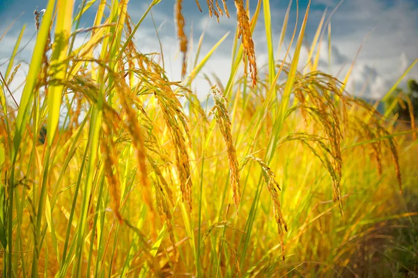 Golden rice field. Close up of rice stalks. Rice paddy field.