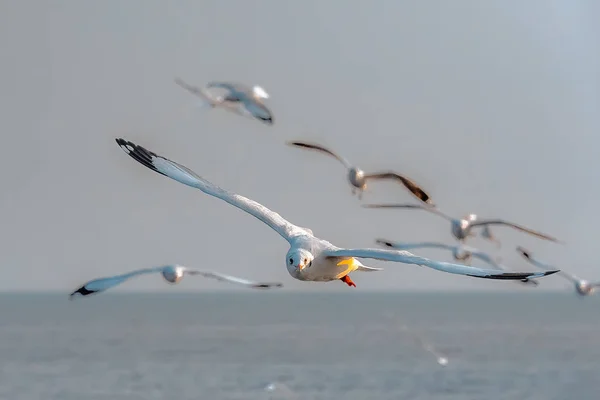 Seagulls Flying Group Flock Seagull Flying Low Sea — Stock Photo, Image