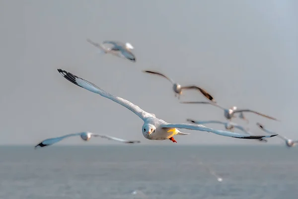 Las Gaviotas Vuelan Grupo Una Bandada Gaviotas Volando Bajo Mar — Foto de Stock