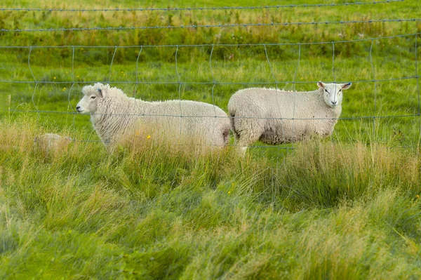 Curious Sheep Flock Sheep Farmland Queenstown New Zealand — Stock Photo, Image