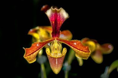 Oyma ve kırpma yolu izole yeşil zemin üzerine klasik Roma stilinde dekore edilmiş ahşap bir durumda yer pirinç figürler ile şömine saati.