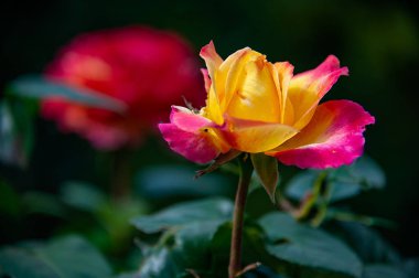 Güzel sarı gül pembe kenar yaprakları ile üzerinde arka plan bulanık.