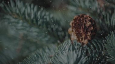 Noel. Arka planda yumuşak odak çam koni ve ladin şubeleri üzerinden uçan kar.