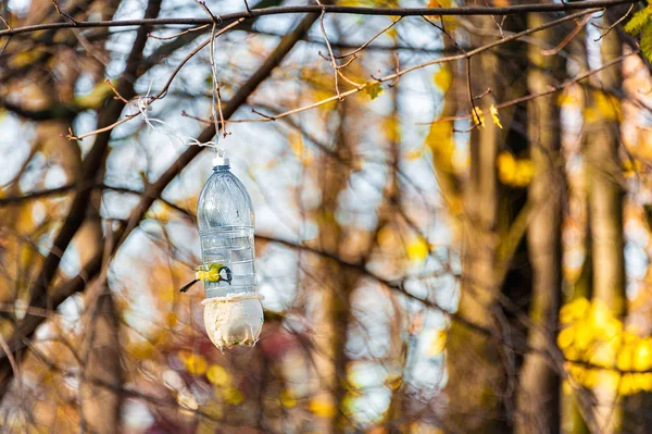 Tit Bird Recycled Plastic Bottle Used Bird Feeder Hangs Tree — Stock Photo, Image