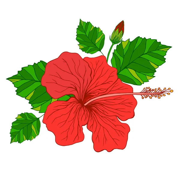 南国の花ハイビスカス、赤い色 — ストックベクタ