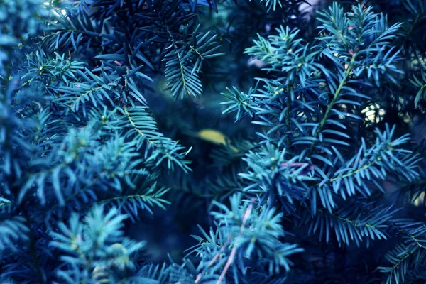 Jedlové větve, detailní záběr. Modré větve vánočního stromku, slavnostní ba Royalty Free Stock Obrázky