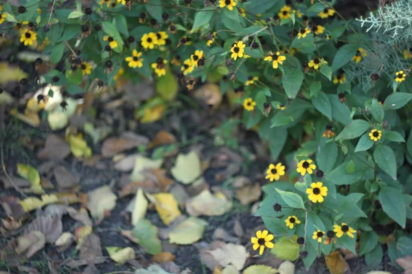 秋の葉を背景にルドケビア黄色の花. — ストック写真