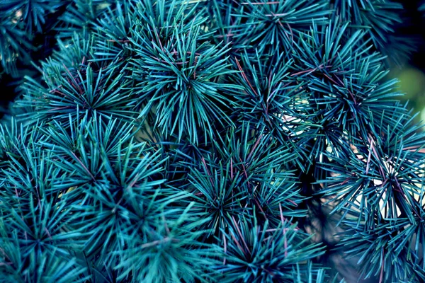 Fir branches, close-up texture. Blue Christmas tree branches, fe — Stock Photo, Image