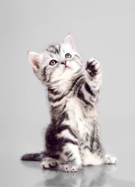 beautiful kitten scottish-fold, play on grey background  clipart