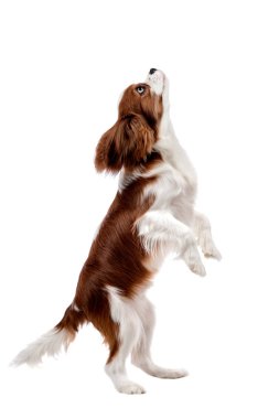 saf yetiştirilen köpek yapmak, köpek Cavalier King Charles Spaniel, ayağa kalk izole arka ayakları üzerinde