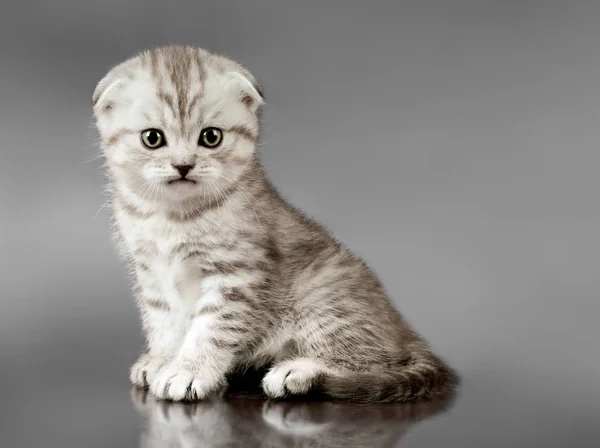 Beautiful Kitten Scottish Fold Look Camera Grey Background — Stock Photo, Image