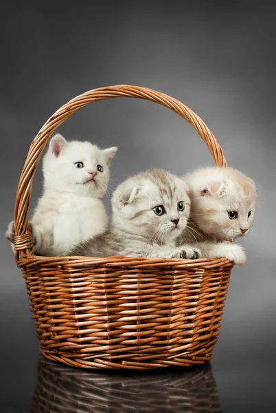 group of beautiful kitten scottish-fold, look on camera, on grey background