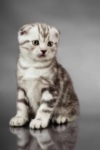 Bonito Gatinho Scottish Fold Sente Fundo Cinza — Fotografia de Stock