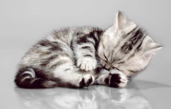 美しい子猫スコティッシュ フォールド 灰色の背景の上で寝る — ストック写真