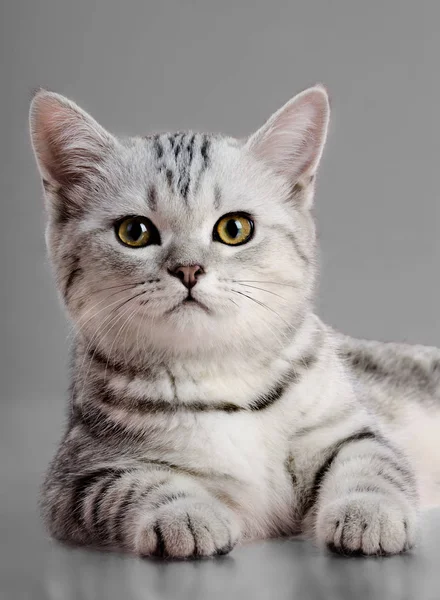 Retrato Hermoso Gatito Pliegue Escocés Mira Cámara Sobre Fondo Gris — Foto de Stock