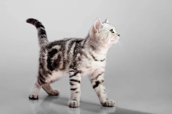 美丽的小猫苏格兰折叠 看在照相机 在灰色背景 — 图库照片