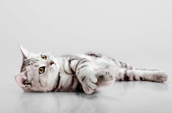 Hermoso Gatito Escocés Pliegue Mira Cámara Sobre Fondo Gris — Foto de Stock