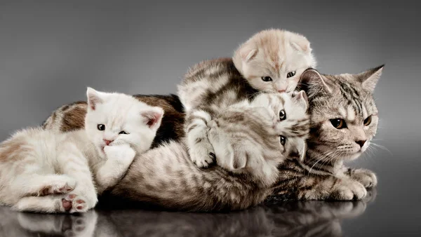 灰色の背景に横に母 品種スコットランド つのふわふわ美しい子猫の家族のグループ — ストック写真