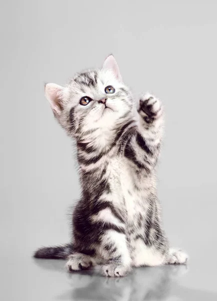 Beautiful Kitten Scottish Fold Play Grey Background — Stock Photo, Image