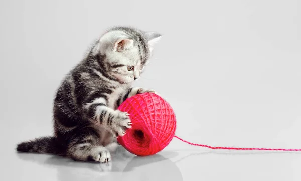 Grey Beautiful Little Kitten Scottish Fold Play Multi Coloured Clew — Stock Photo, Image