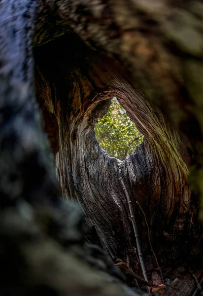 Dentro Árvore Grande Oca Velha Foto Natureza Vida Selvagem — Fotografia de Stock