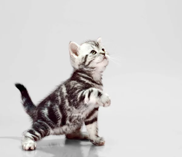 美丽的小猫苏格兰折叠 戏剧在灰色背景下 — 图库照片
