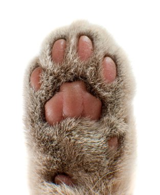 kedi ayak el bacak