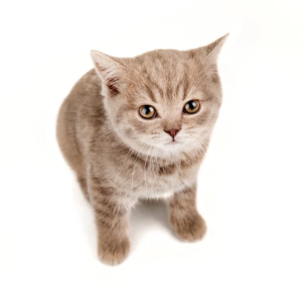 Beautiful Brown Little Kitten Sit White Background Isolated — стоковое фото