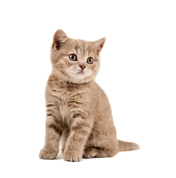 Beautiful Brown Little Kitten Sit White Background Isolated — Stock Photo, Image