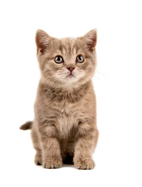 Beautiful Brown Little Kitten Sit White Background Isolated — Stock Photo, Image