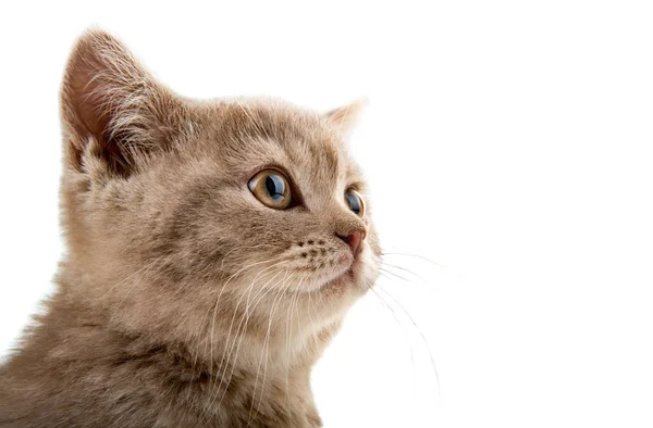 Closeup Snuit Het Mooie Bruin Kleine Kitten Witte Achtergrond Geïsoleerd — Stockfoto