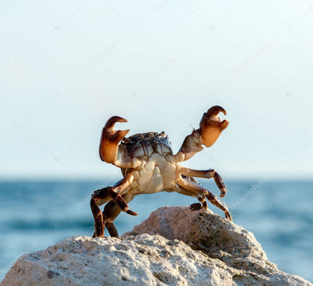 crab bricklayer stand and threateningly lifted claws up
