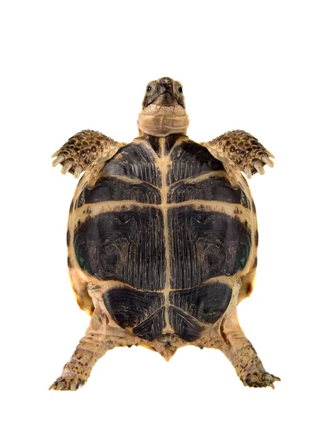 Landschildkröte Grabend Auf Weißem Hintergrund Isoliert Nahaufnahme — Stockfoto