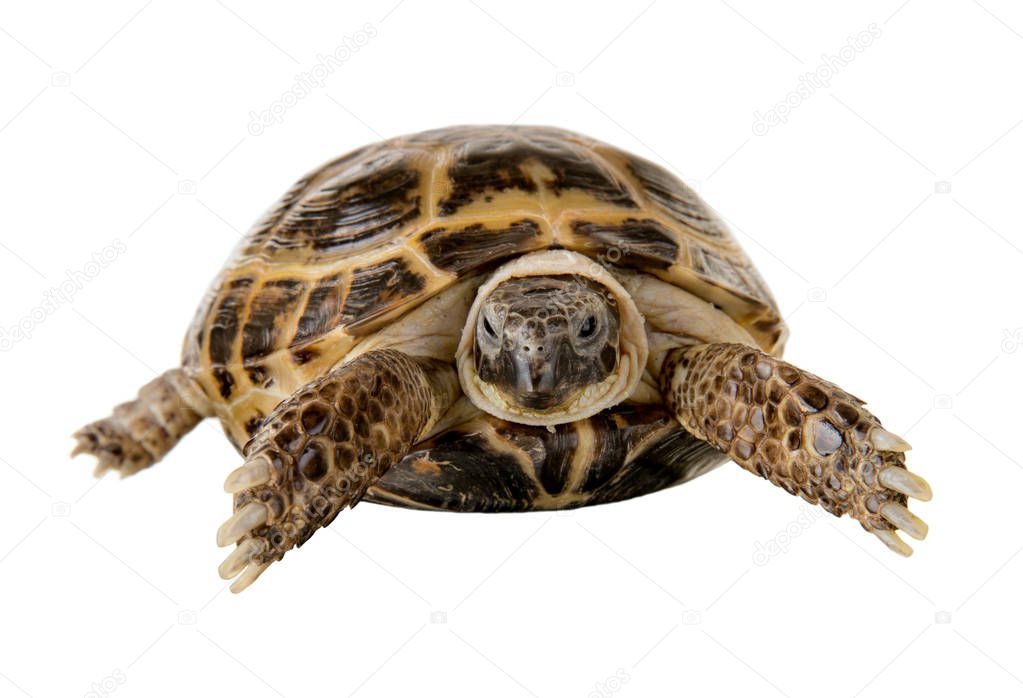 overland digging turtle, on white background; isolated, close up