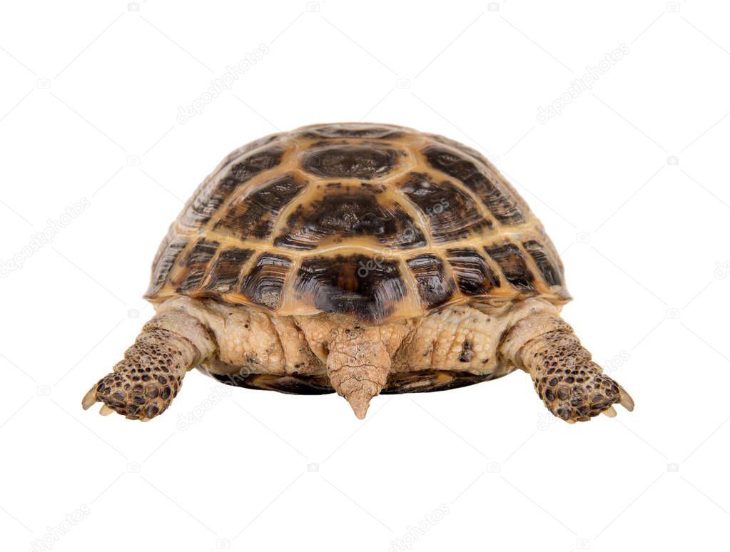 Back overland digging turtle with tail, on white background; isolated, close up
