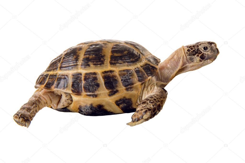 overland digging turtle extended a neck, on white background; isolated, close up