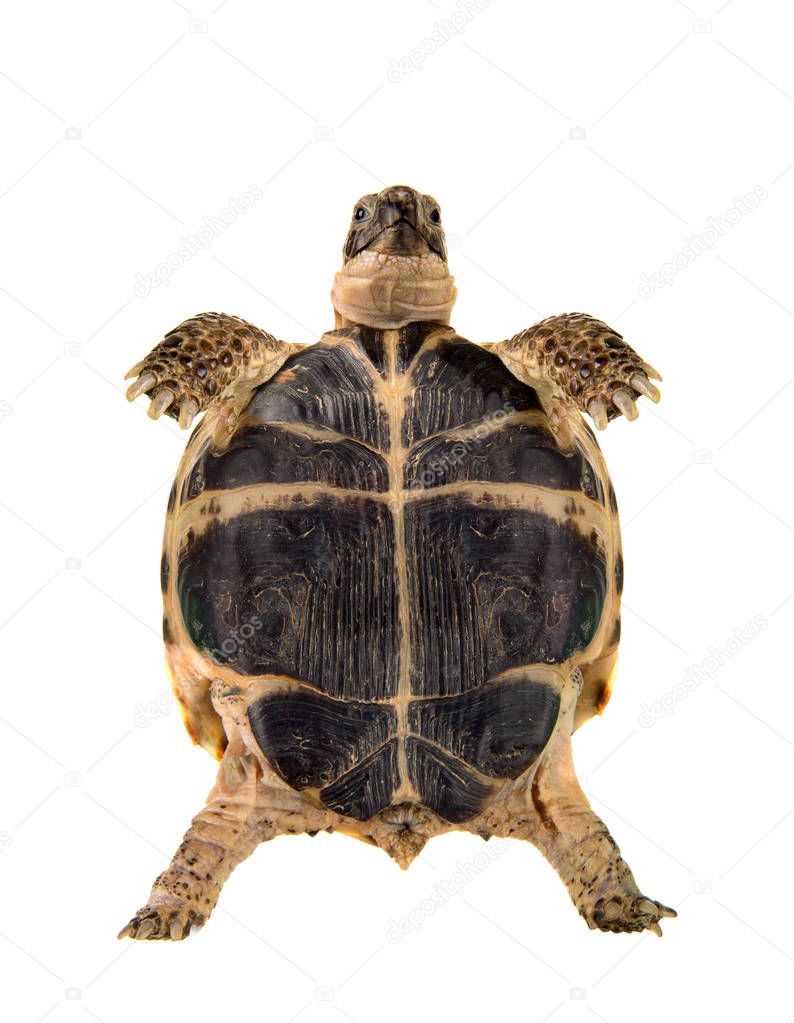 overland digging turtle, on white background; isolated, close up