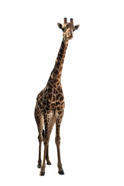 izole beyaz zemin üzerine enpahalı boyunlu zürafa