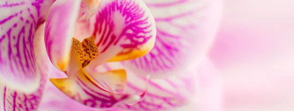 Fundo Flor Orchid Falenopsis Muito Largo Largo Horizontal Close — Fotografia de Stock