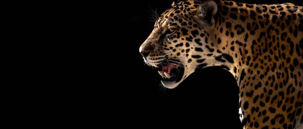 Guepardo Salvaje Leopardo Jaguar Primer Plano Horizontal Foto —  Fotos de Stock