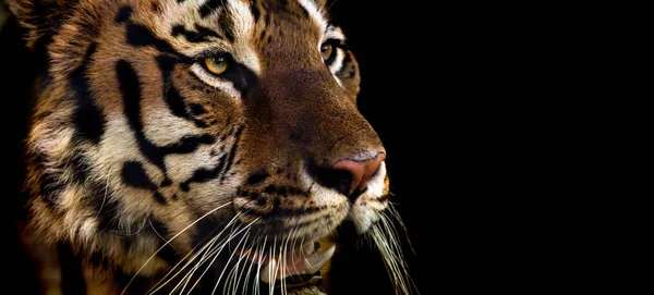 Дикий Сибирский Тигр Природе Крупный План Горизонтальное Фото — стоковое фото